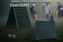Dresaj Canin Ramnicu Valcea