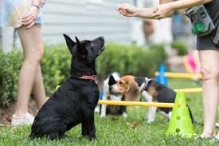 Fotografia 1 — Dresaj Canin Cluj