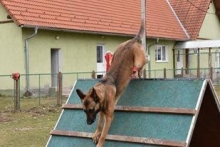 Dresaj Caine Piatra Neamt Dresaj Canin Piatra Neamt - Smart Dogs Club 