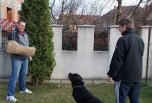 Dresaj Caine Ramnicu Valcea Dresaj Canin Ramnicu Valcea - Smart Dogs Club 