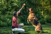 Dresaj Caine Giurgiu Dresaj Canin Giurgiu