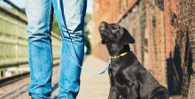 Fotografia 1 — Dresaj Canin Tg Jiu