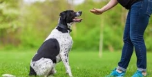 Fotografia 3 — Dresaj Canin Dorohoi