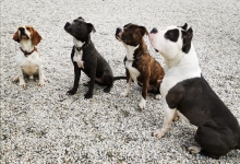 Dresaj Caine Sebes Dresaj Canin Sebes Smart Dogs Club