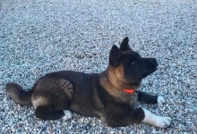 Dresaj Caine Copsa Mica Dresaj Canin Copsa Mica Smart Dogs Club