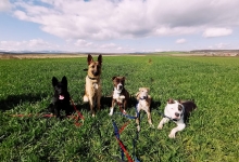 Dresaj Caine Sebes Dresaj Canin Sebes Smart Dogs Club