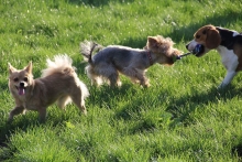 Dresaj Caine Copsa Mica Dresaj Canin Copsa Mica Smart Dogs Club