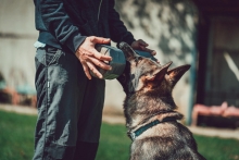 Dresaj Caine Popesti-Leordeni Dresaj Canin Popesti Leordeni Smart Dogs Club