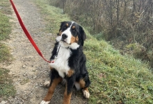 Dresaj Caine Brasov Dresaj Canin Brasov - Smart Dogs Club 