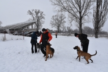 Dresaj Caine Brasov Dresaj Canin Brasov - Smart Dogs Club 