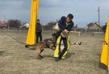 Dresaj Caine Domnesti Julius CLUB DRESAJ - Dresaj Canin Domnesti