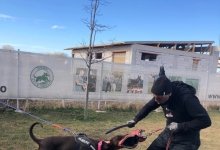 Dresaj Caine Domnesti Julius CLUB DRESAJ - Dresaj Canin Domnesti