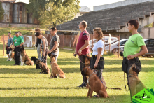 Dresaj Caine Targu Secuiesc Dresaj Canin Targu Secuiesc Smart Dogs Club