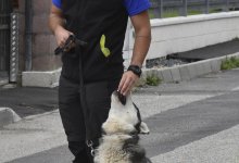 Dresaj Caine Targu Secuiesc Dresaj Canin Targu Secuiesc Smart Dogs Club