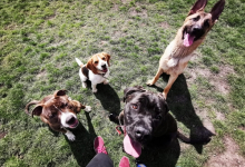 Dresaj Caine Mioveni Dresaj Canin Mioveni Smart Dogs Club