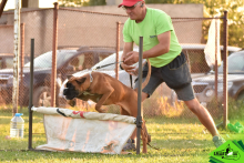 Dresaj Caine Codlea Dresaj Canin Codlea Smart Dogs Club