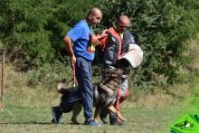 Dresaj Caine Codlea Dresaj Canin Codlea Smart Dogs Club