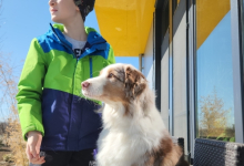 Dresaj Caine Bucuresti-Sector 3 Hotel Dresaj Canin Bucuresti - DOGTORS - By Asociația Magidream