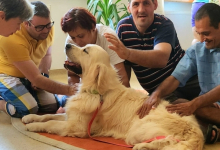 Dresaj Caine Bucuresti-Sector 2 Hotel Dresaj Canin Bucuresti - DOGTORS - By Asociația Magidream