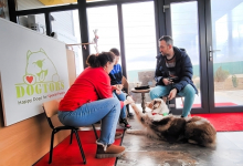 Dresaj Caine Bucuresti-Sector 3 Hotel Dresaj Canin Bucuresti - DOGTORS - By Asociația Magidream