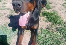 Dresaj Caine Deva Scoala de Dresaj Caini Deva -  Probergerk9