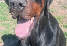 Dresaj Caine Deva Scoala de Dresaj Caini Deva -  Probergerk9