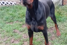 Dresaj Caine Deva Scoala de Dresaj Caini Deva -  Probergerk9