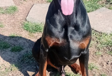 Dresaj Caine Deva Scoala de Dresaj Caini Deva -  Probergerk9