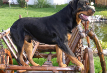 Dresaj Caine Satu Mare Dresaj Canin Satu Mare - Román József Attila