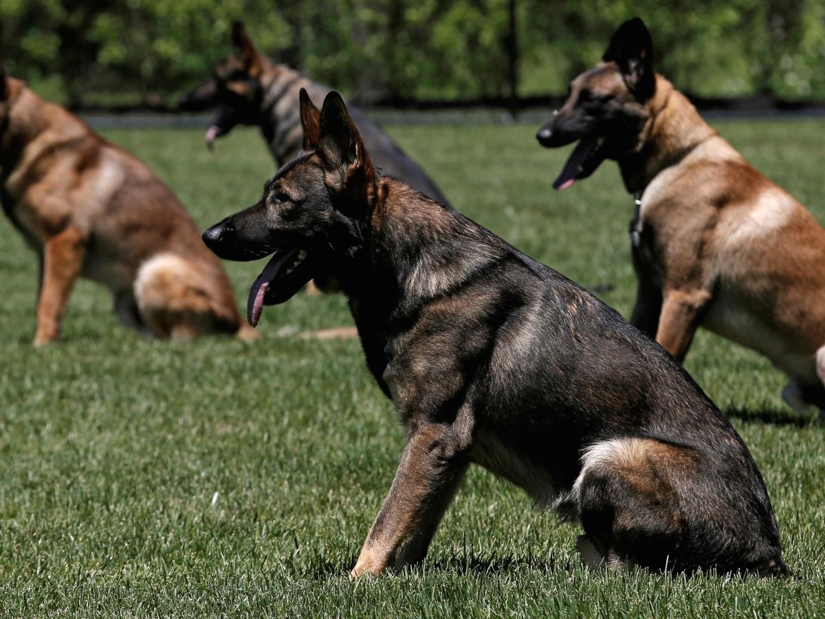 Limbajul trupului la caini si cum poate fi inteles
